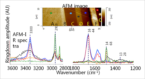 AFM IR image
